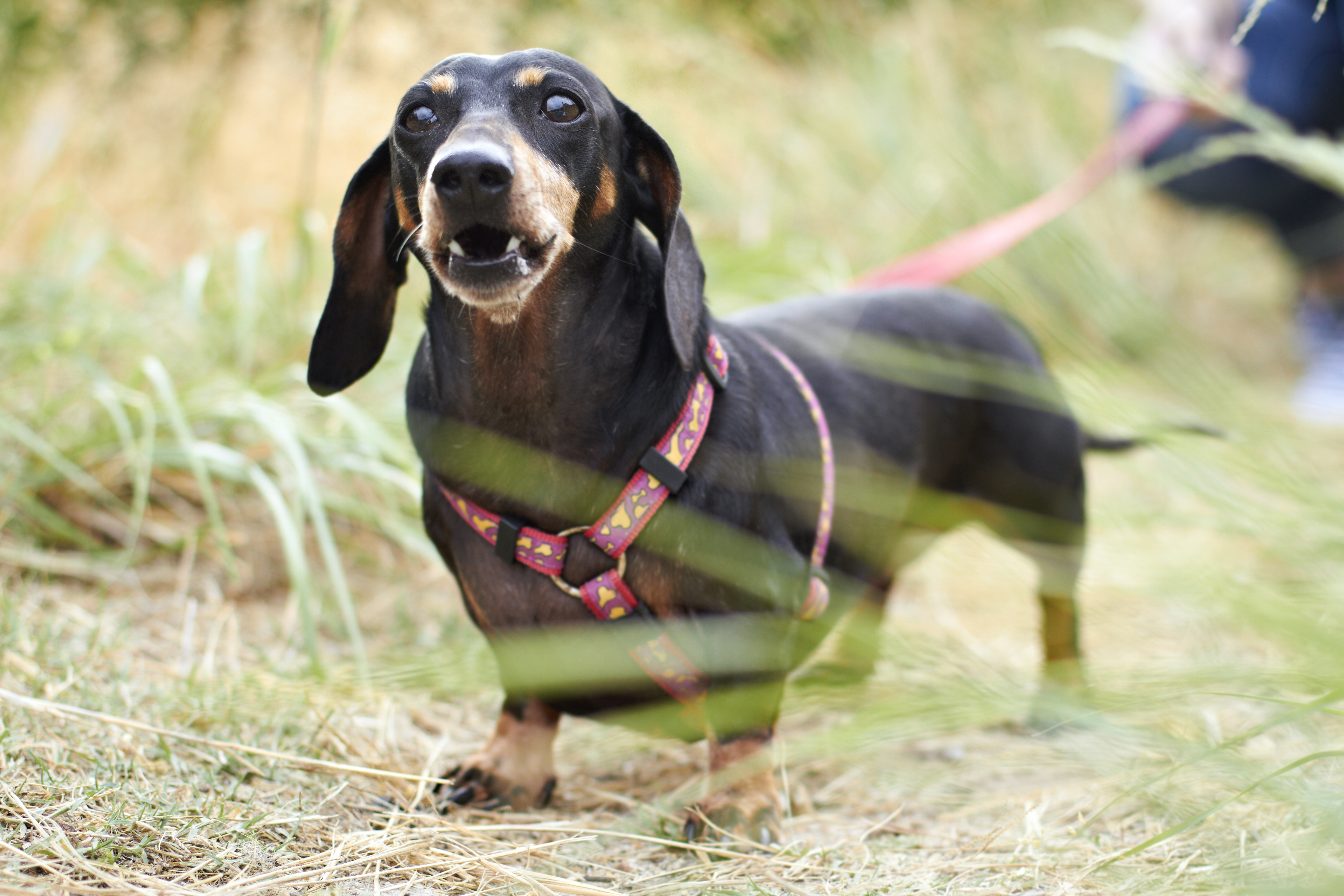 does the dachshund bark