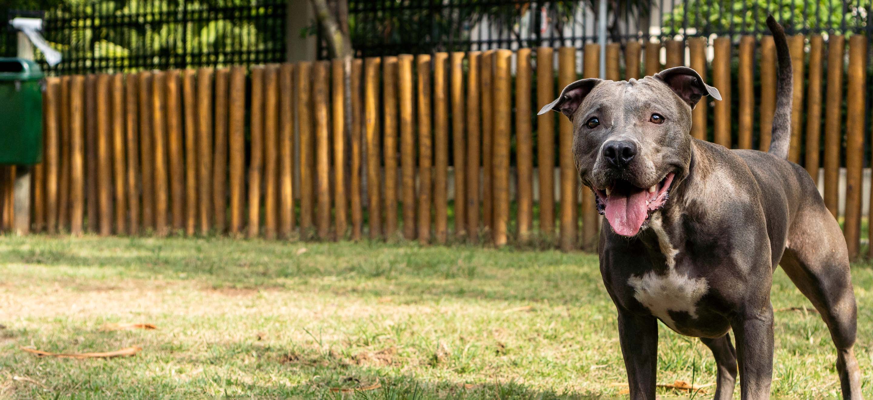 A dark gray Pitbull dog standing happily in a fenced in backyard image