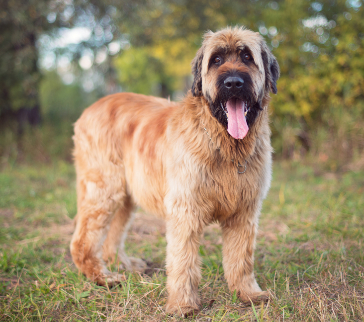 French briard hot sale for sale