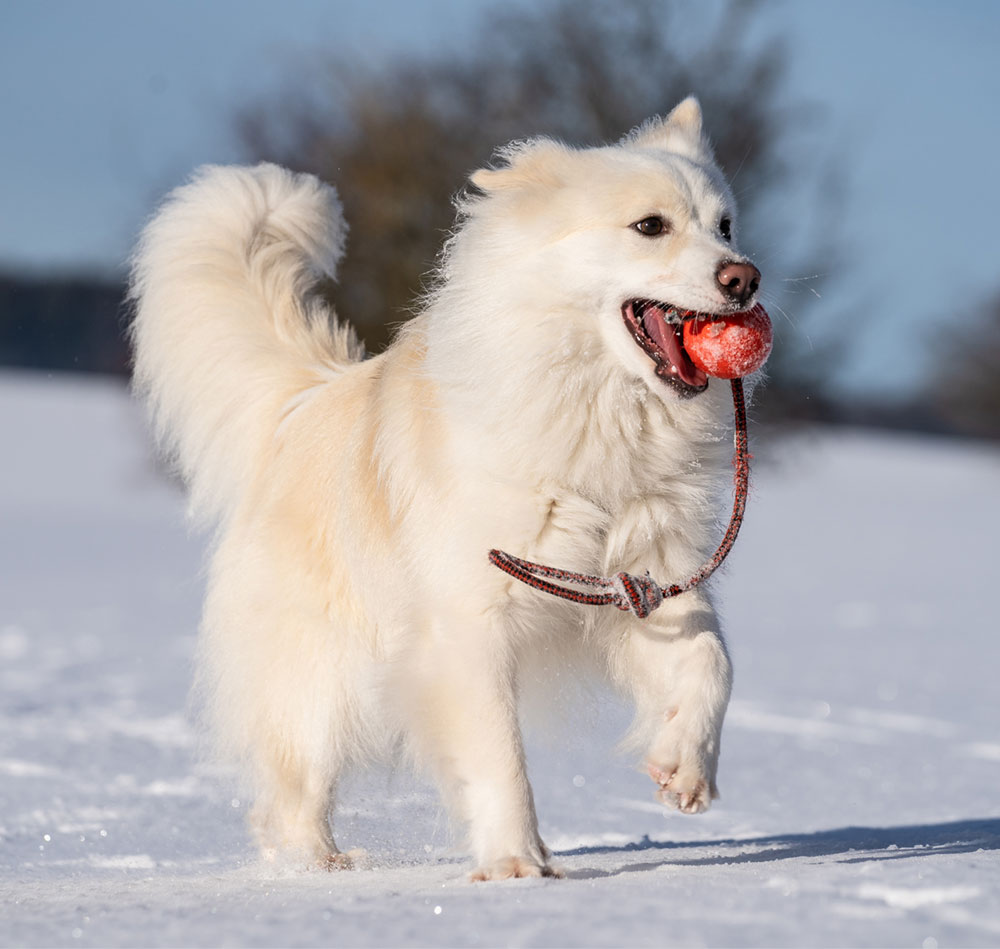 Picture of Icelandic Sheepdog