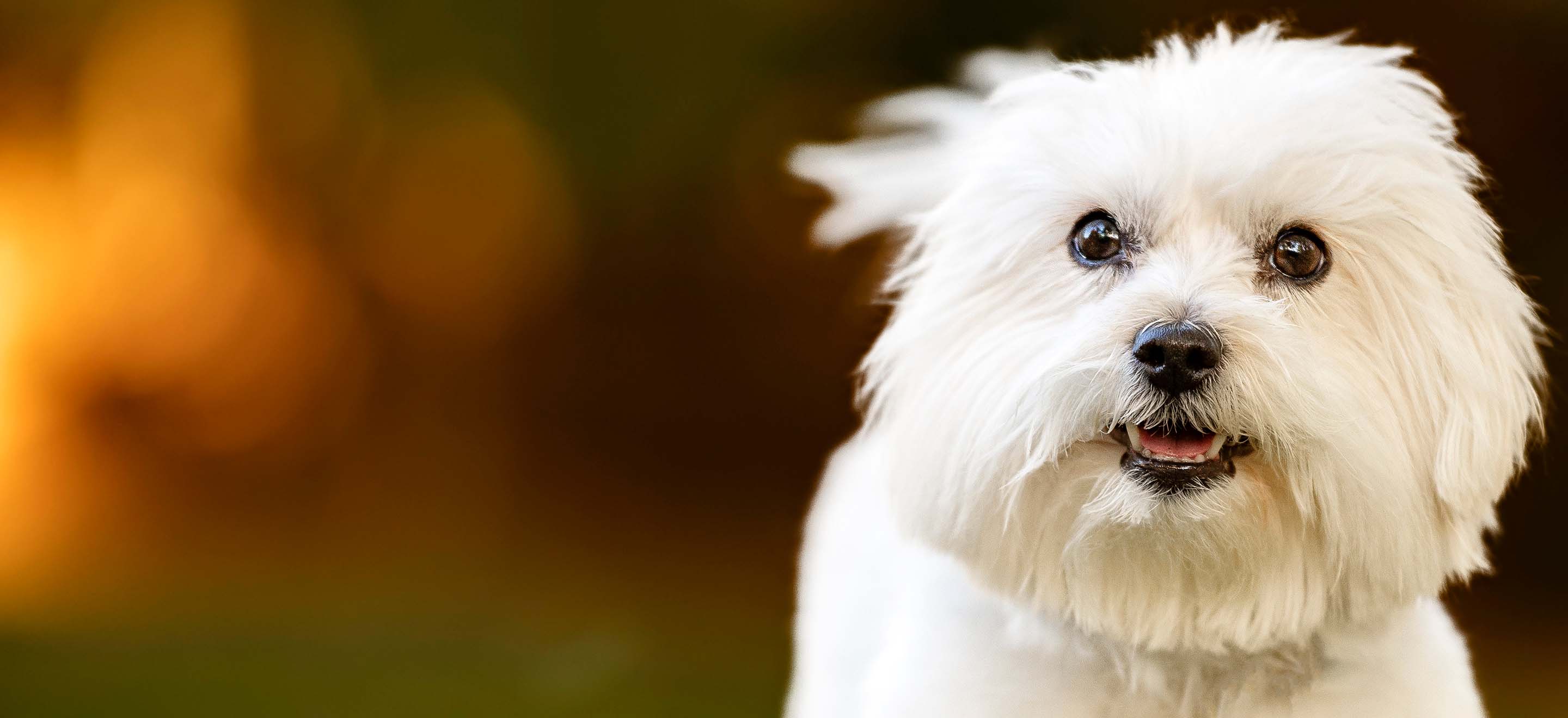 A white Lhasa Apso dog standing in park in Autumn image
