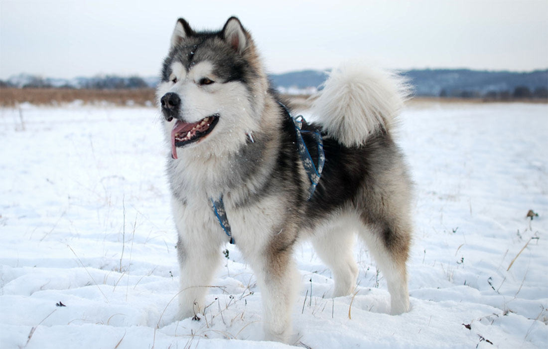 Buy malamute puppy white Sale