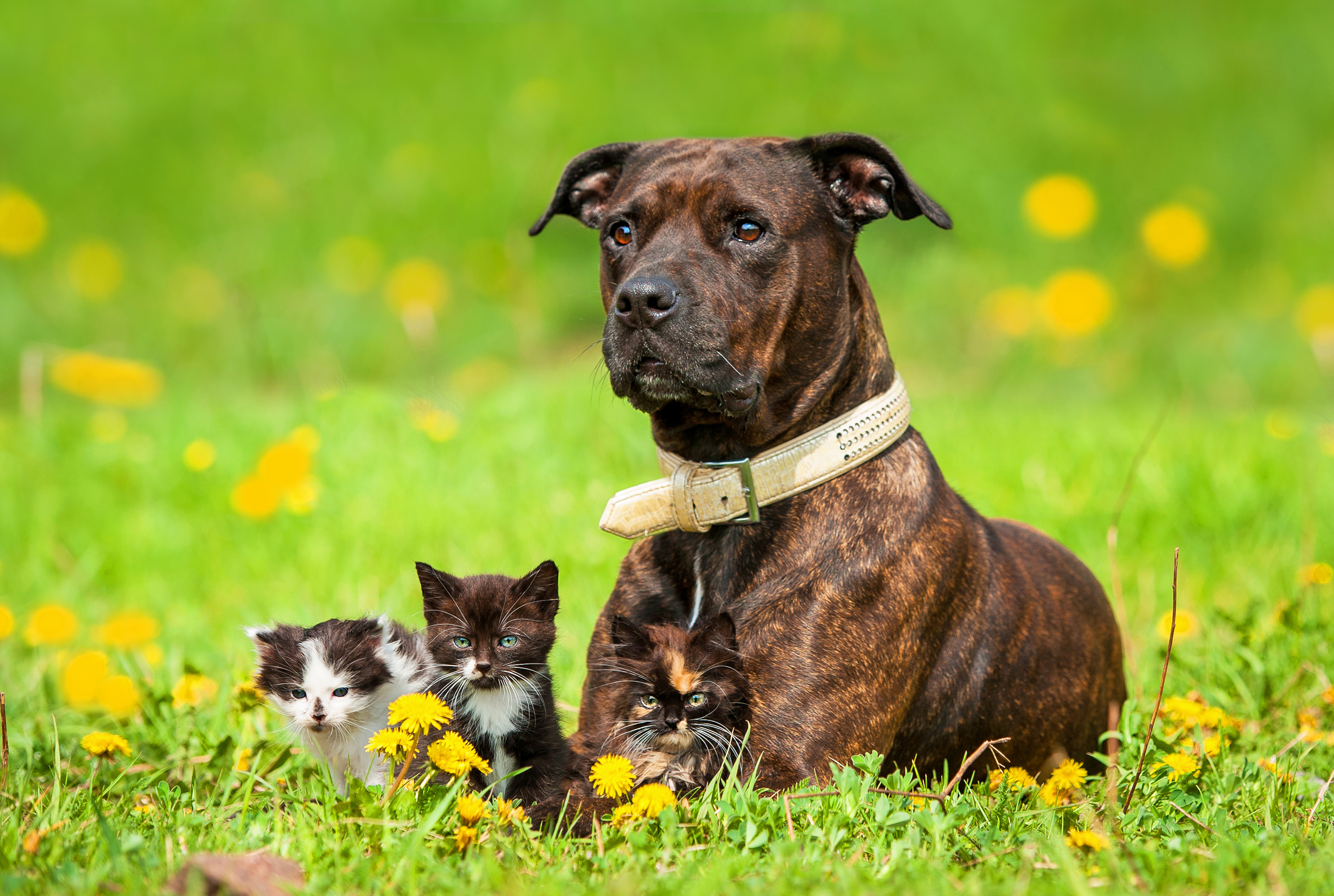 can pit bulls and cats get along