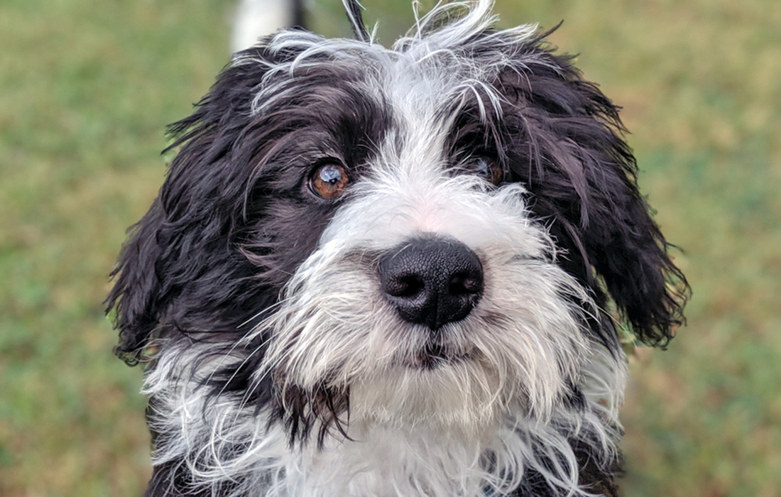 Picture of Bordoodle