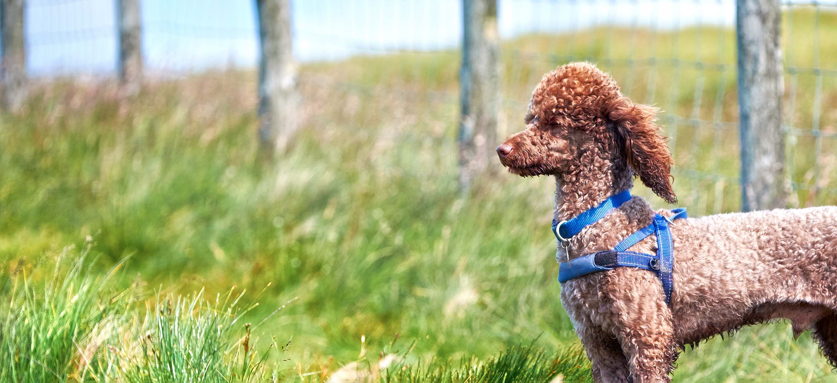 Tan Miniature Poodle wearing a blue harness standing next to a wooden fence in the grass outside image