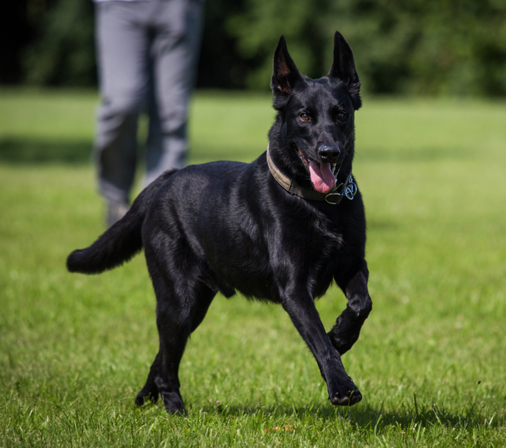 Picture of Belgian Malinois