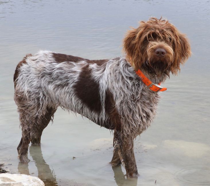 Picture of Wirehaired Pointing Griffon