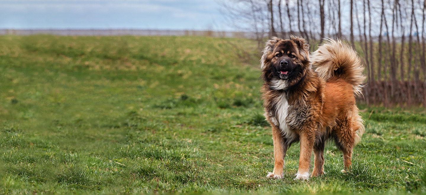 Brown Caucasian Shepherd dog standing in a large field image