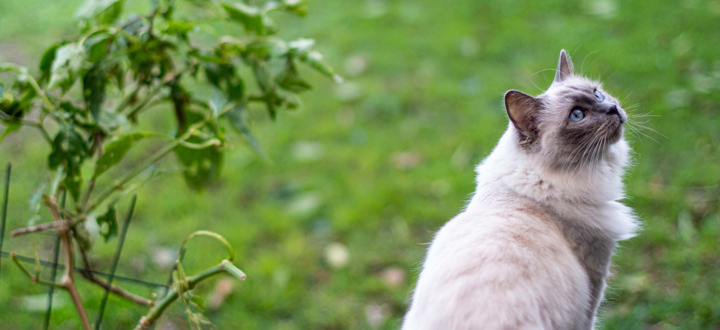 A white and gray Ragdoll cat with blue eyes standing in the yard image