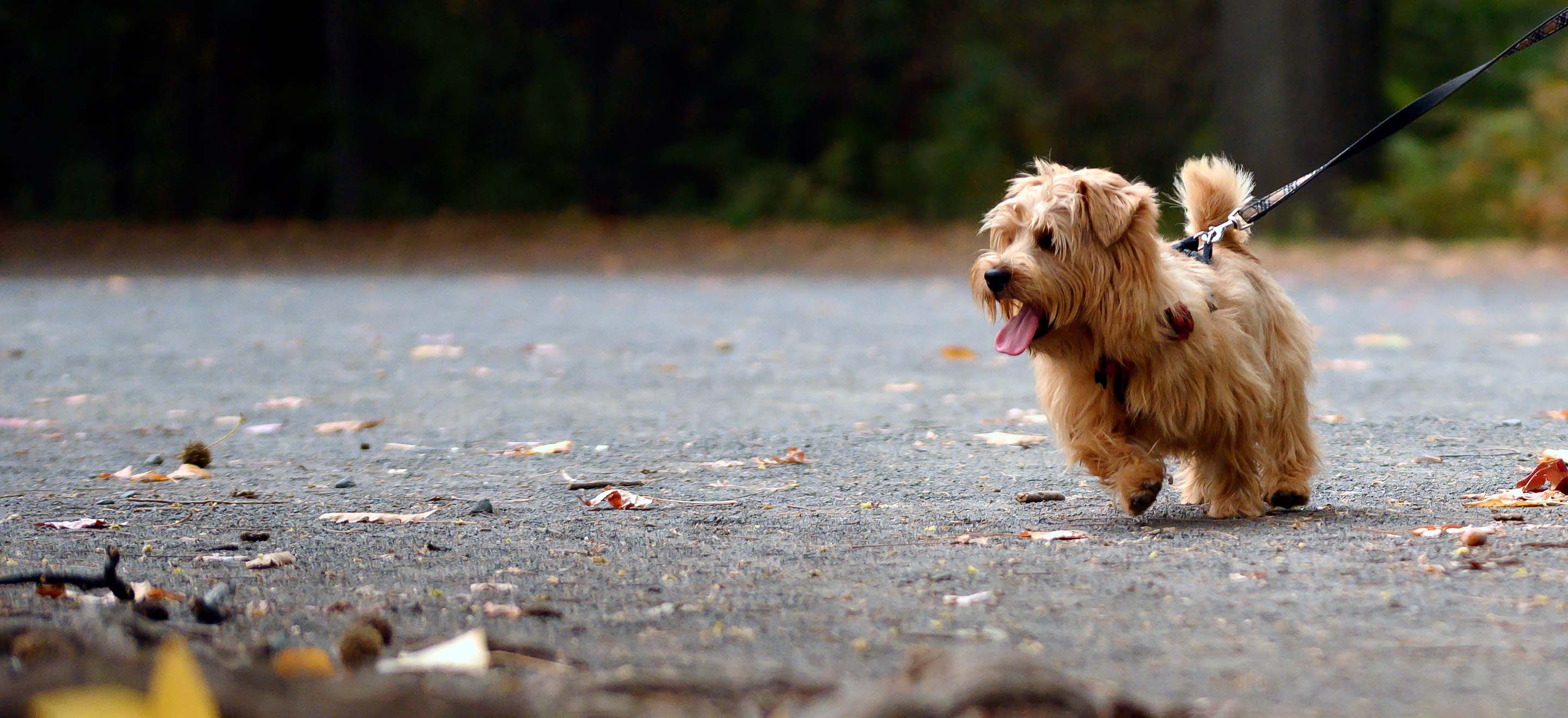 A Norfolk Terrier dog going for a walk in autumn image