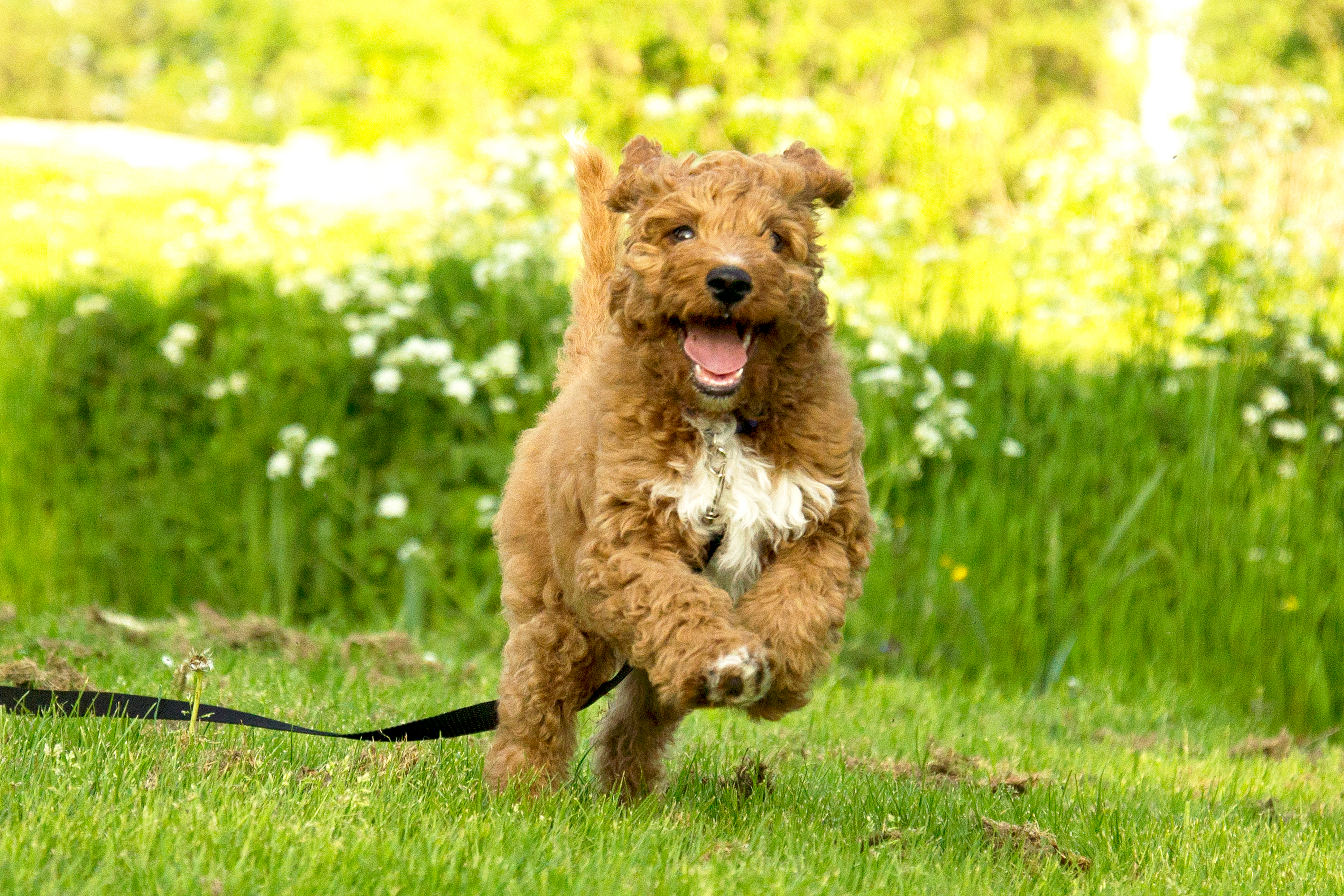 are goldendoodles good with cats