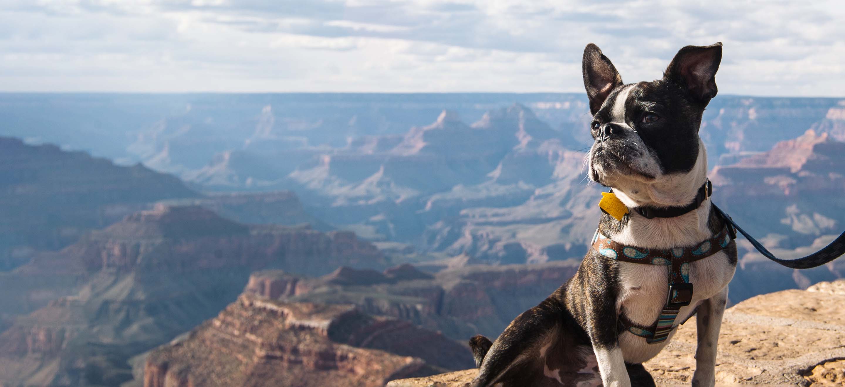 Black and white Boston Terrier dog wearing a harness and leash standing against the backdrop of Canyon scenery image