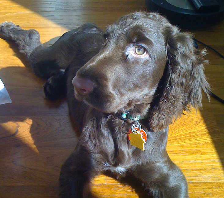 Picture of Field Spaniel