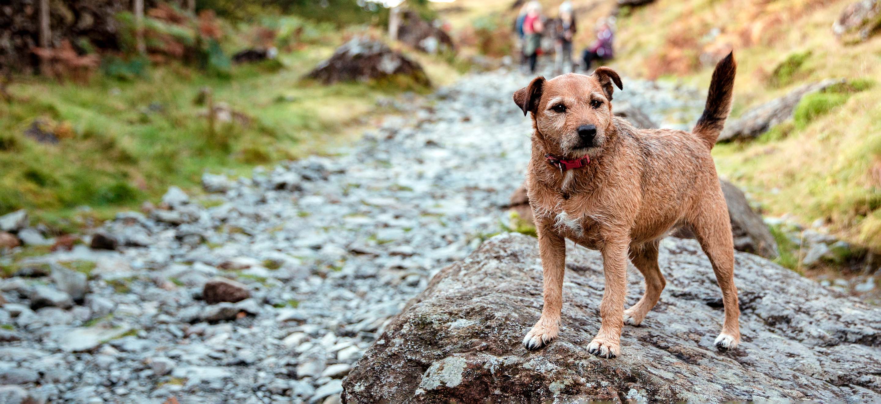 A Patterdale Fell Terrier dog standing on a rock on a hiking trail in the woods image