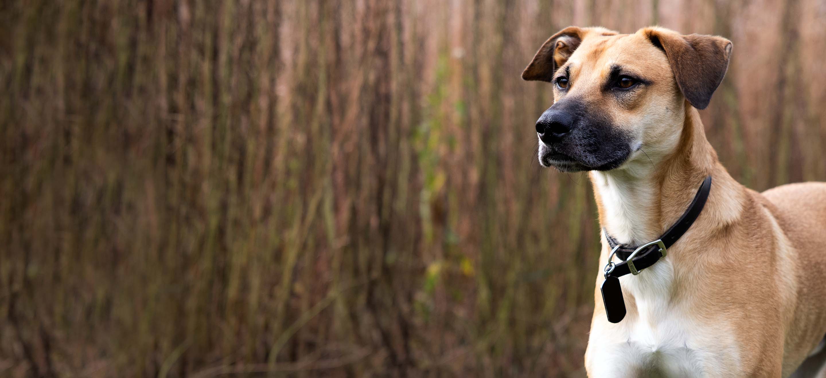 A Black Mouth Cur dog with a black leather collar standing amongst the reeds image