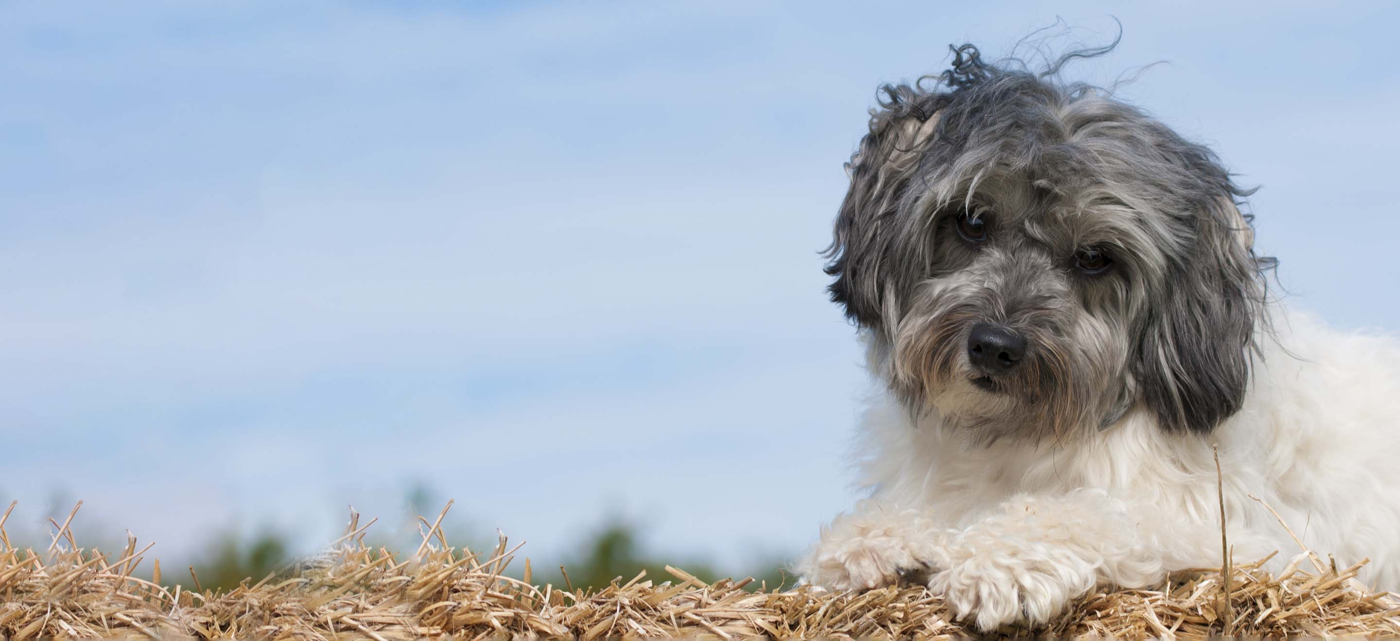 A white and gray Lowchen dog sitting on hay in front of a blue sky image