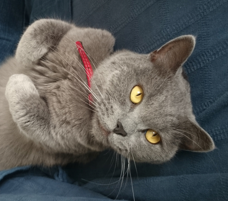 Picture of British Shorthair
