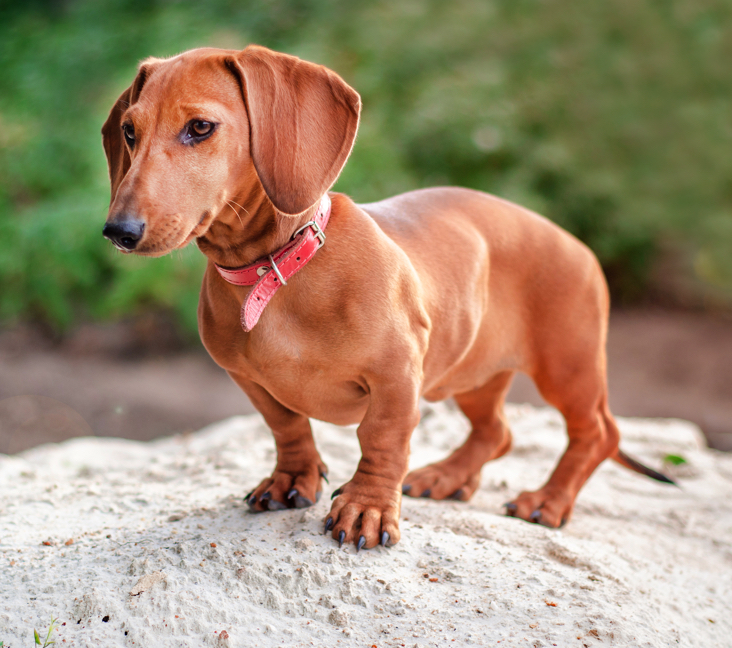 Wiener dog store breeder near me