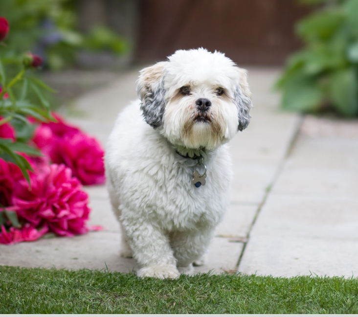Picture of Lhasa Apso