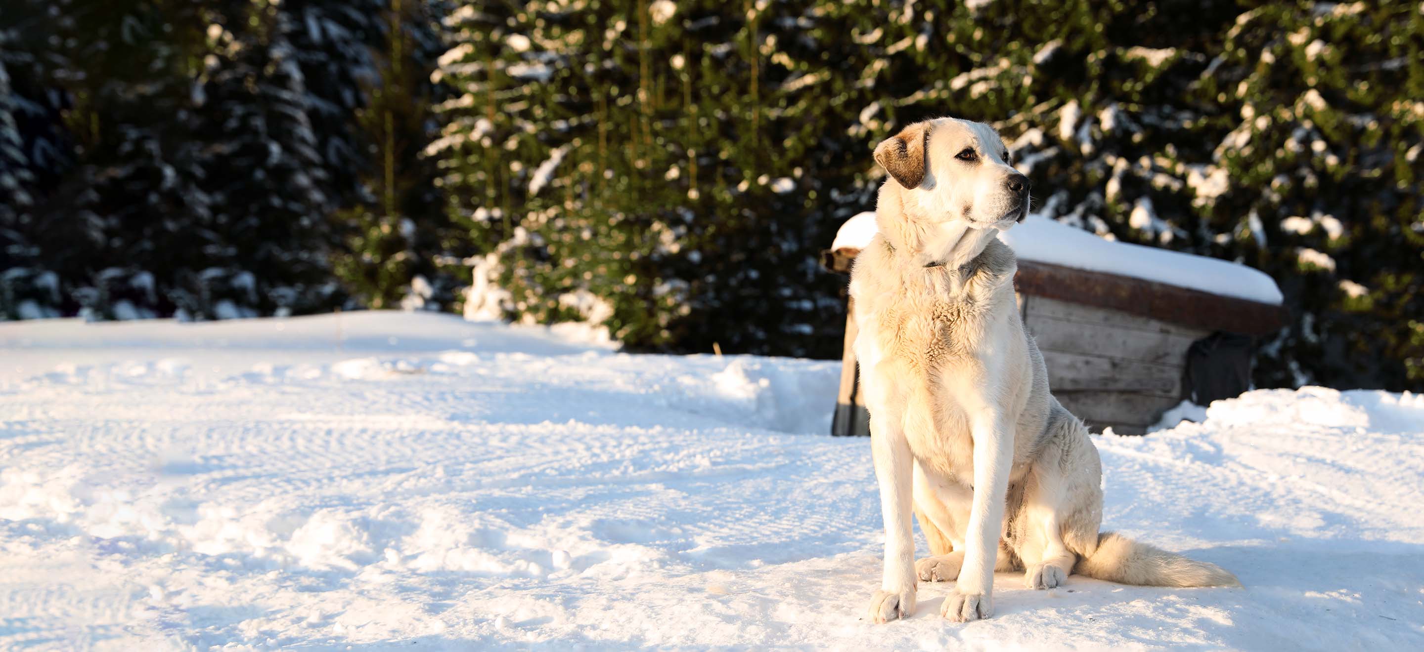 White Akbash dog standing in a snow covered field image