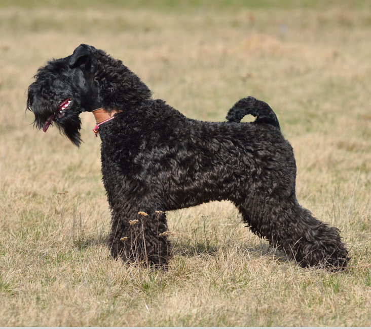 Picture of Kerry Blue Terrier