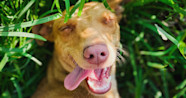 2023 Funniest Dog Names