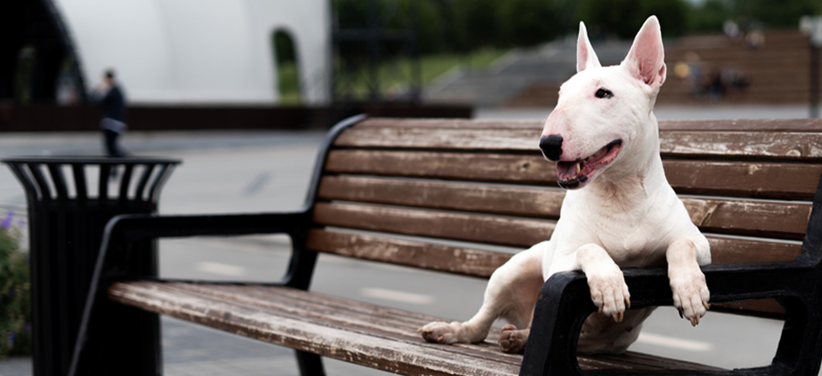 White happy Bull Terrier leaning on a bench  image