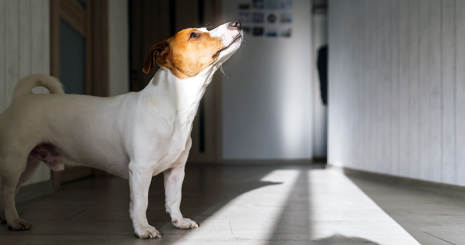 Why Is My Dog Barking At The Wall?
