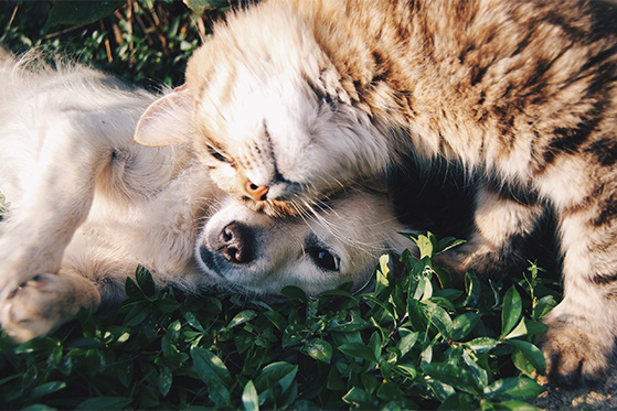 are goldendoodles good with cats