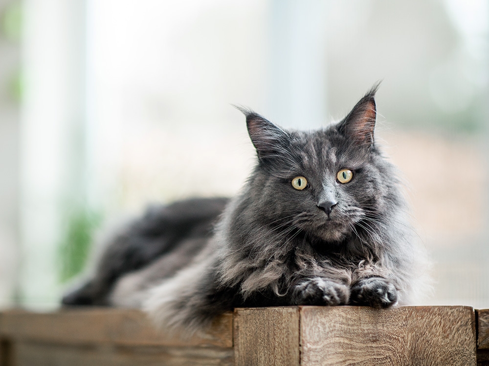 Gray Cat Breeds: 11 Sleek and Silver Kitties