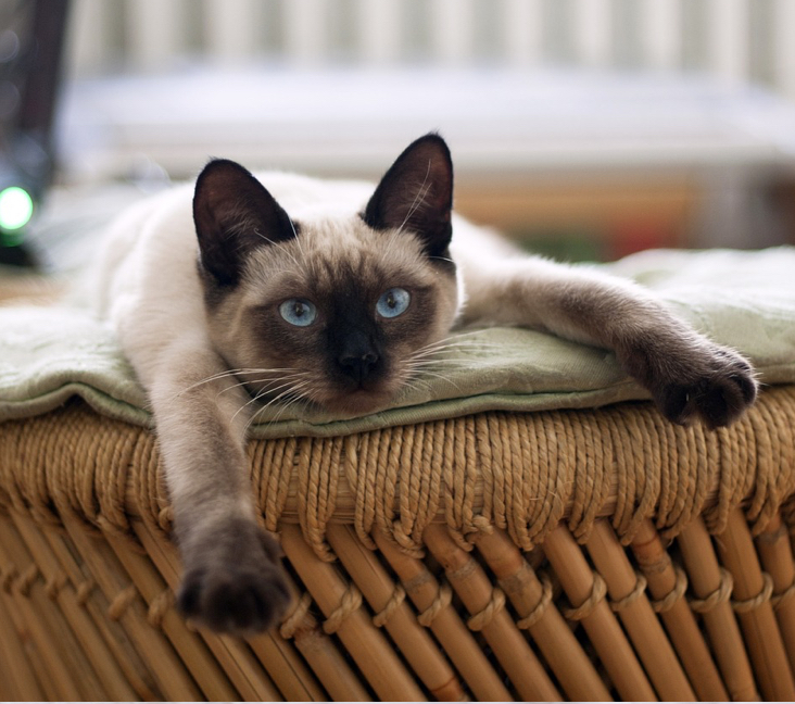 Blue tonkinese best sale kittens for sale