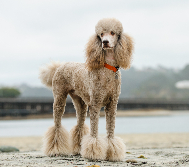 Picture of Poodle (Standard)