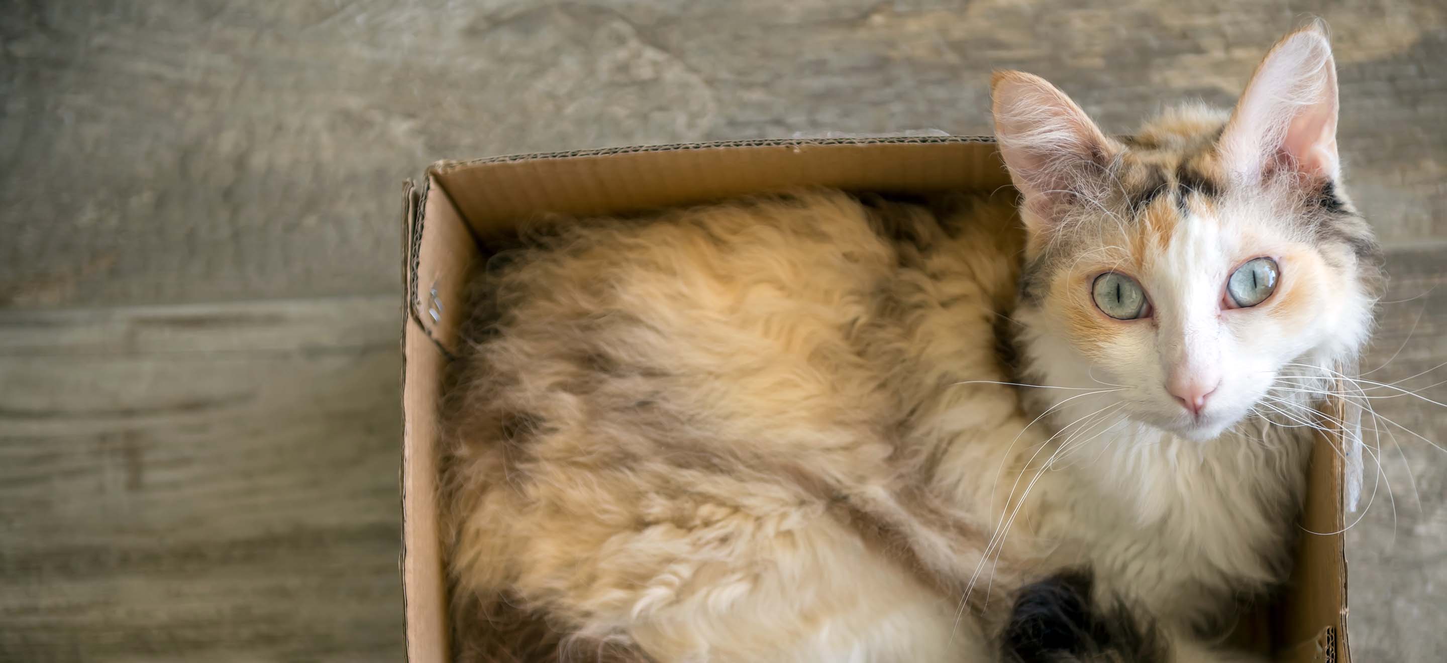 A Laperm cat sitting in a cardboard box on the floor image