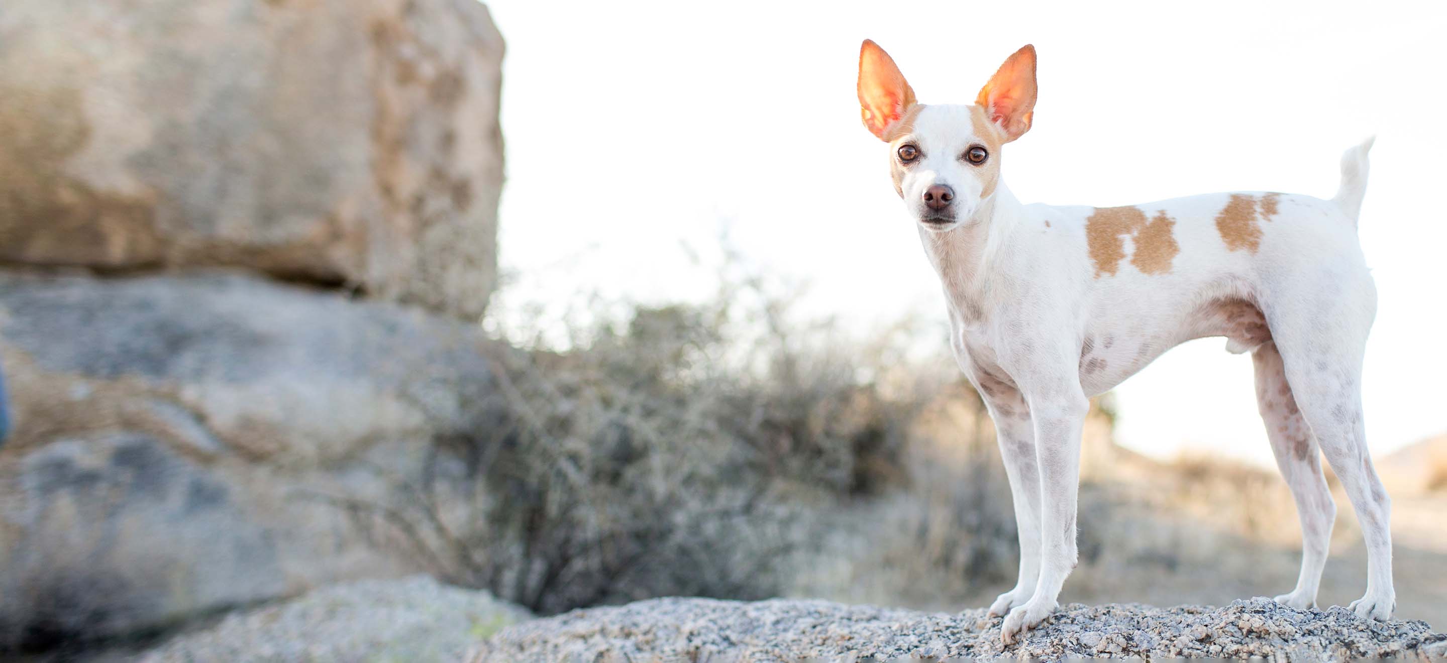 A white Feist rat terrier dog with tan spots standing on a gravel path on a nature hike image