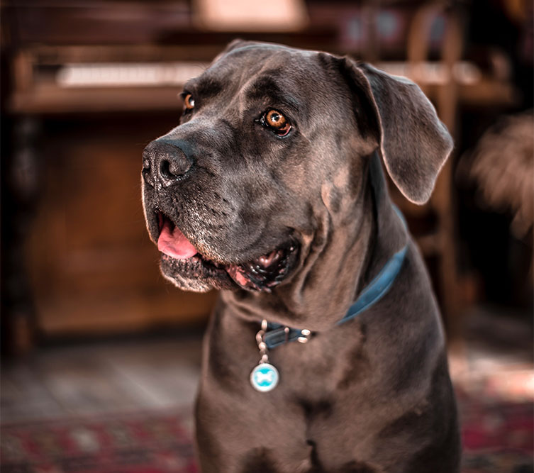 Picture of Cane Corso