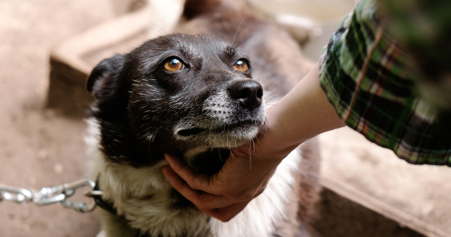 What Is Animal Cruelty And How To Report It what-is-animal-cruelty-and-how-to-report-it