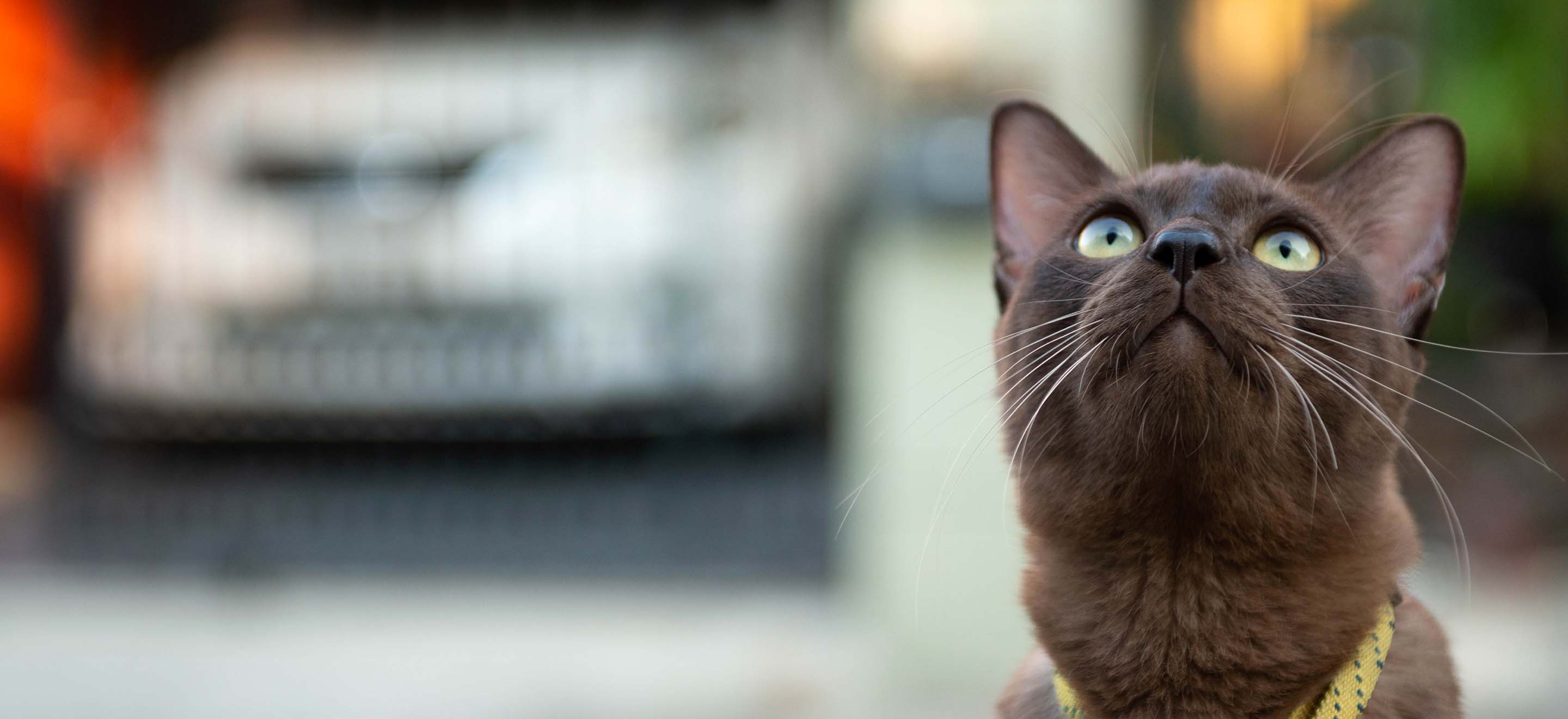 A Havana Brown cat sitting in front of a garage looking up image