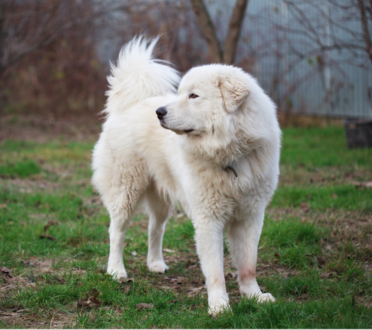 Picture of Maremma Sheepdog