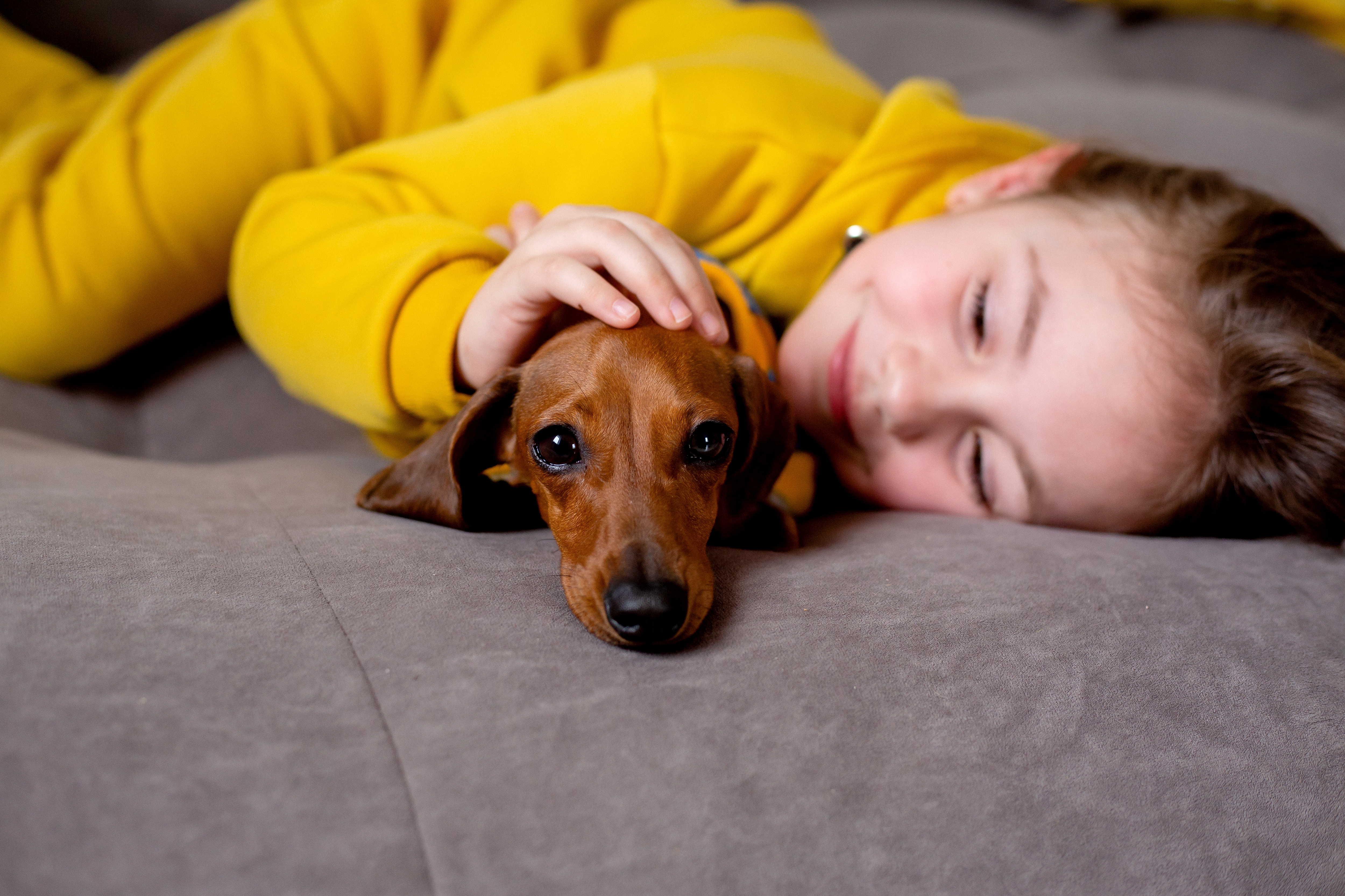 what are dachshunds good for