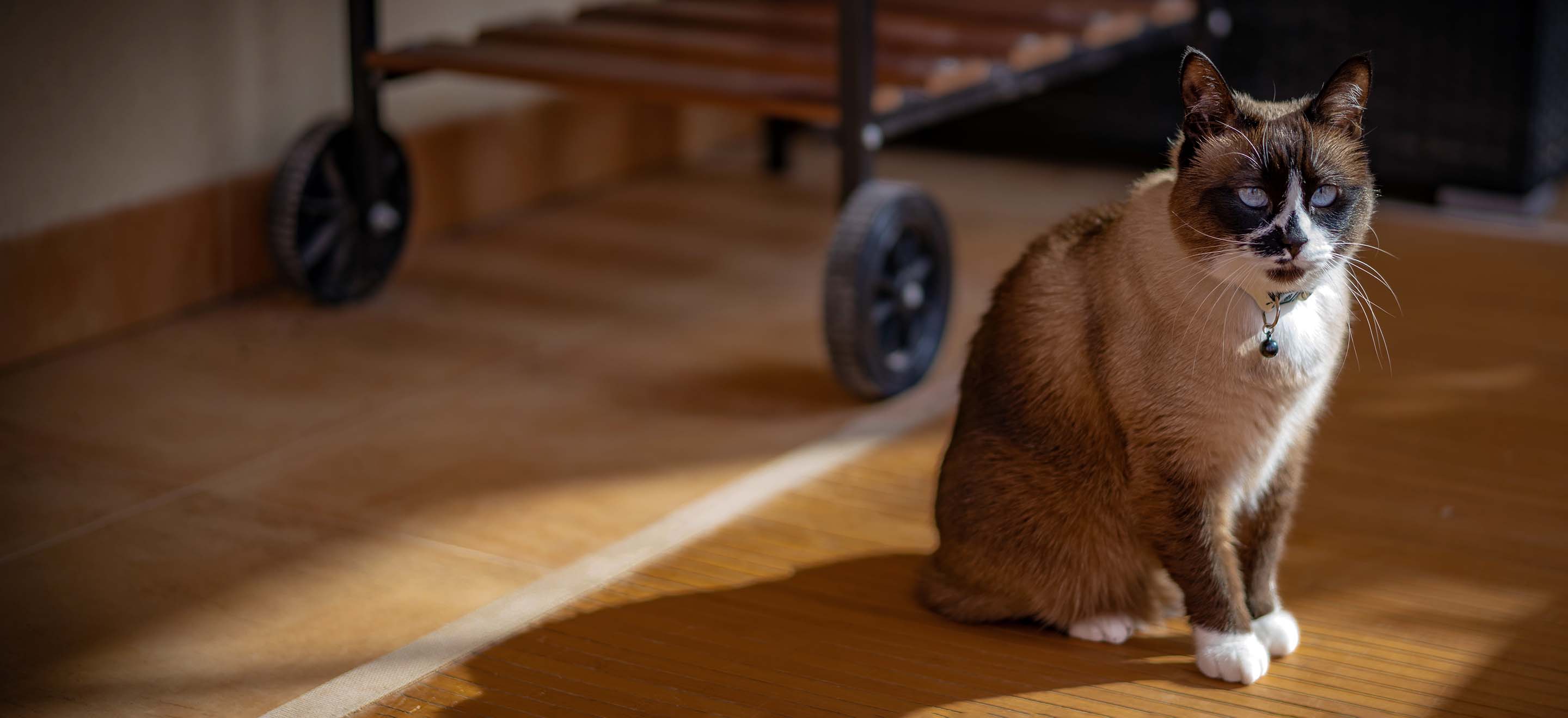 A Snowshoe cat sitting on a wooden floor in front of a wheeled cart image