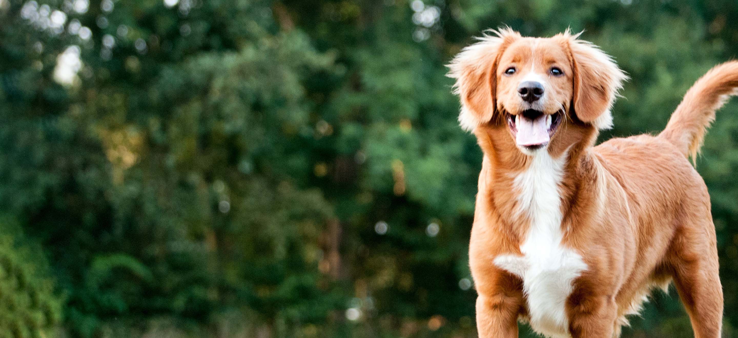 A Nova Scotia Duck Tolling Retriever dog smiling while standing in the backyard image