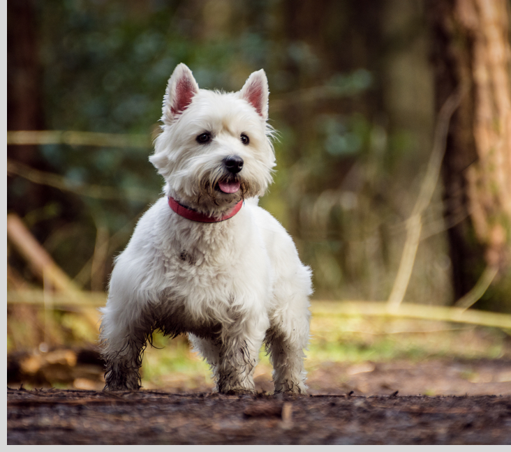 Picture of Westie, West Highland White Terrier