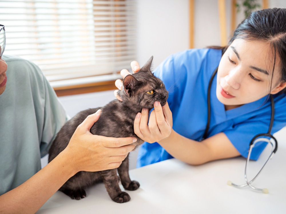 How Much Is a Vet Visit for a Cat Without Insurance? Costs and Tips