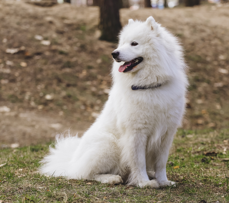Picture of Samoyed