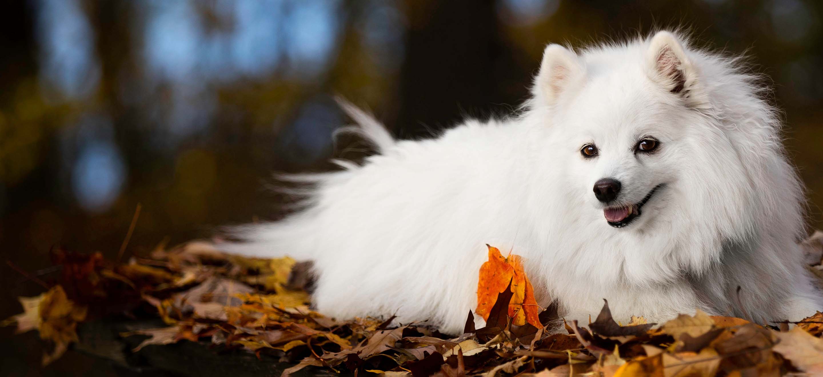 A white American Eskimo Dog laying on a pile of autumn leaves image
