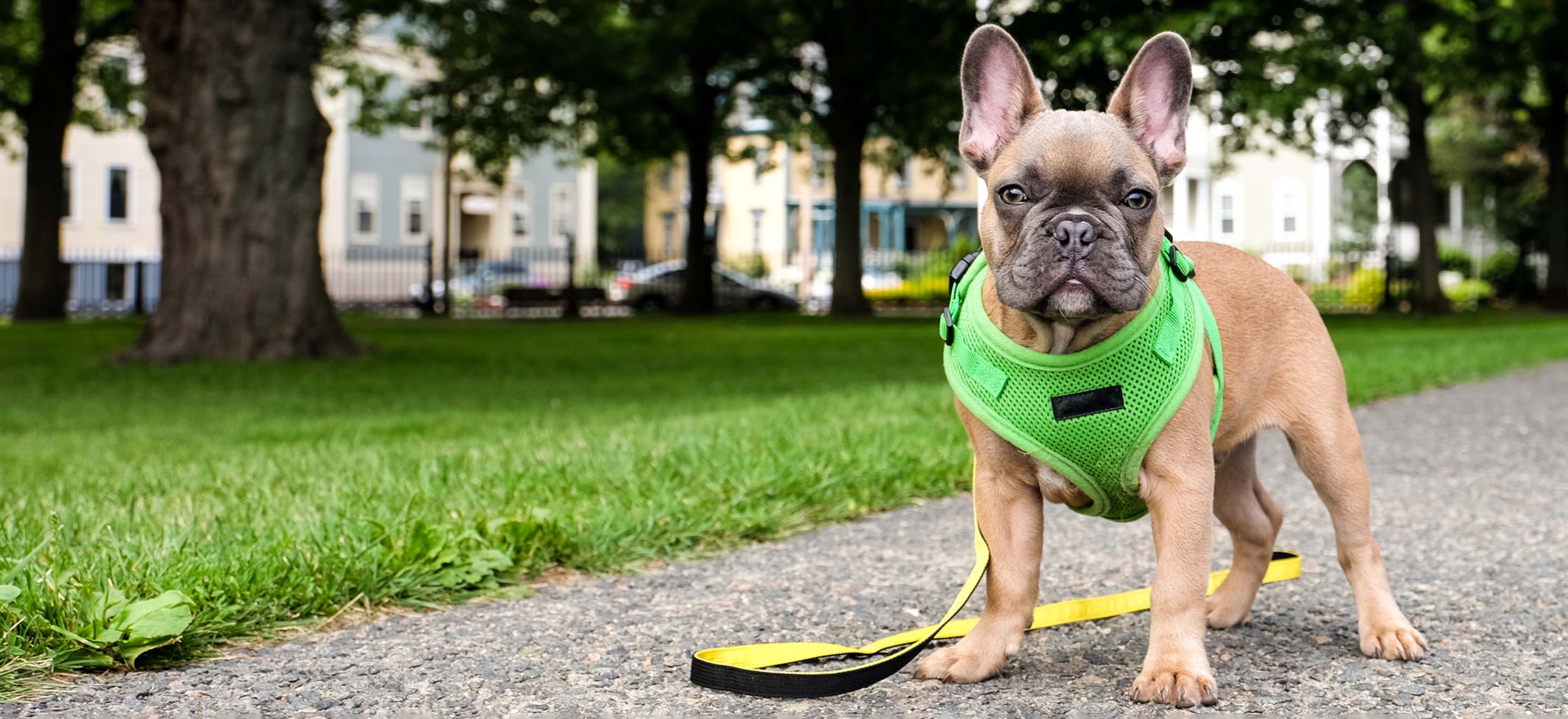 Tan French Bulldog wearing a neon green harness and yellow leash on a walk through the park image