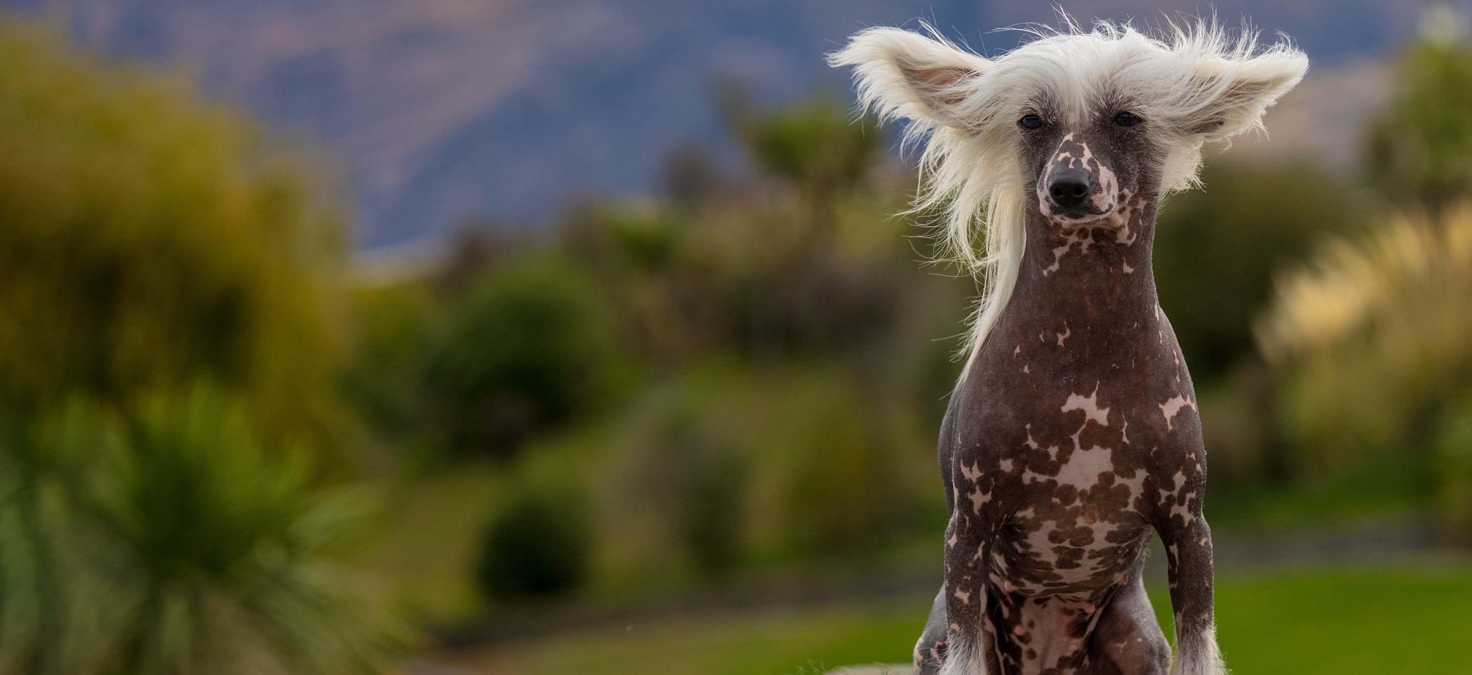 A spotted Chinese Crested dog standing in front of mountains scenery image