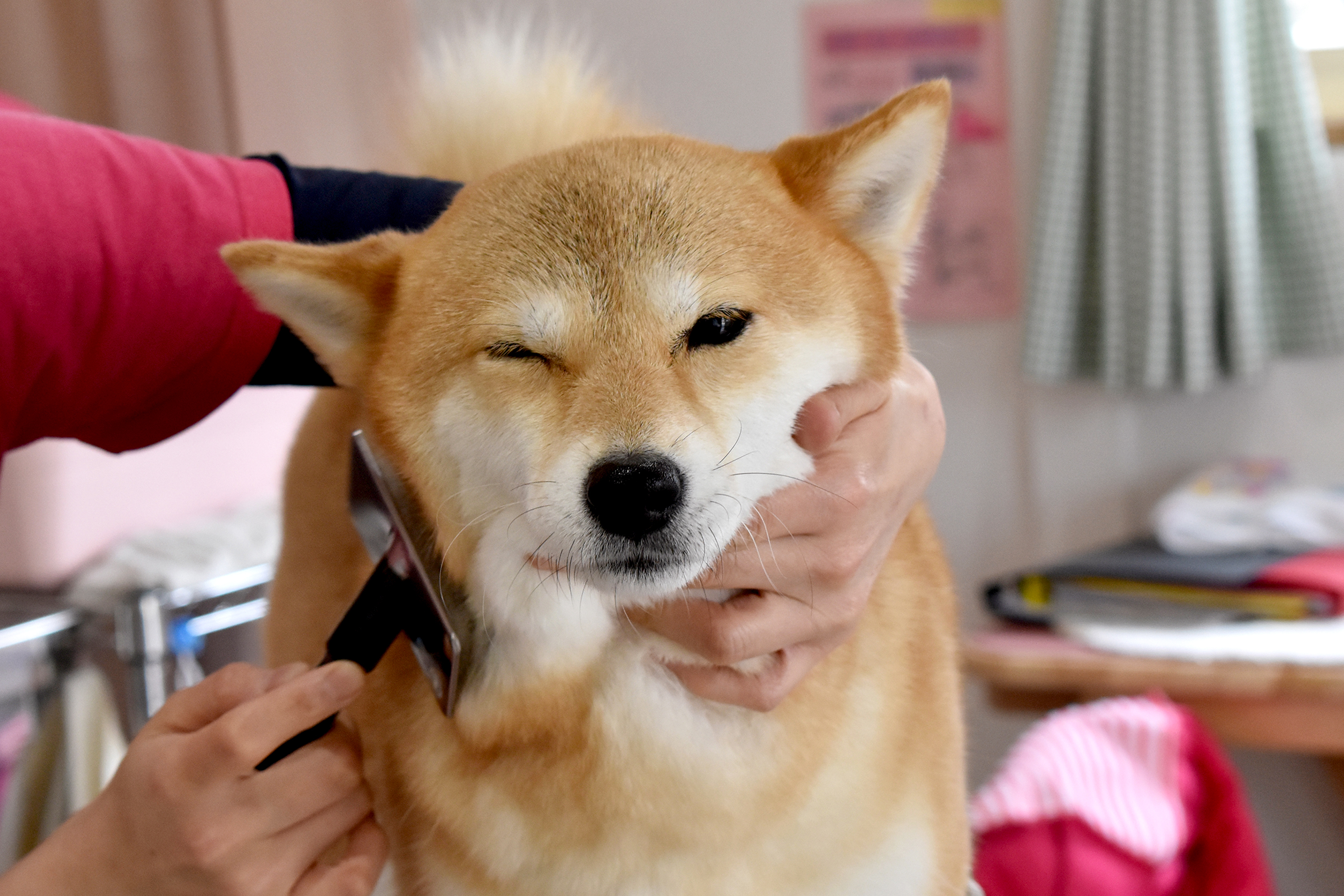 what health problems do shiba inus have