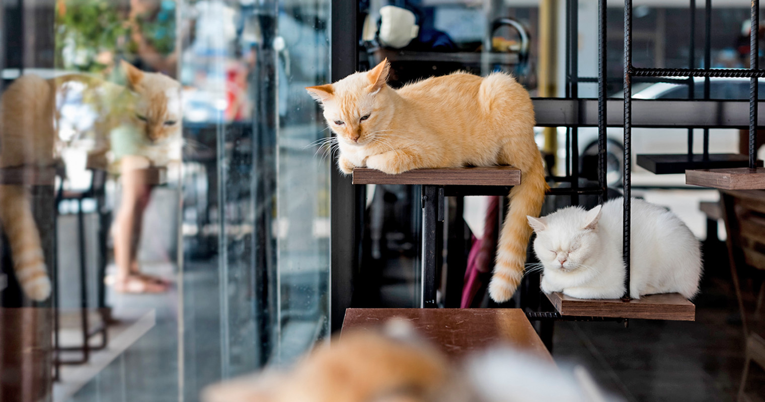 Red Flags When Adopting a Cat: Warning Signs You Must Know