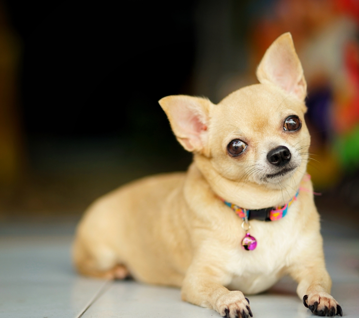 how much is it to adopt a chihuahua?